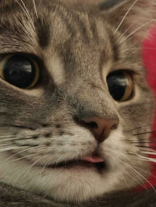 Illustration de l'article : 15 photos de chats spécialistes de la technique du tirage de la langue