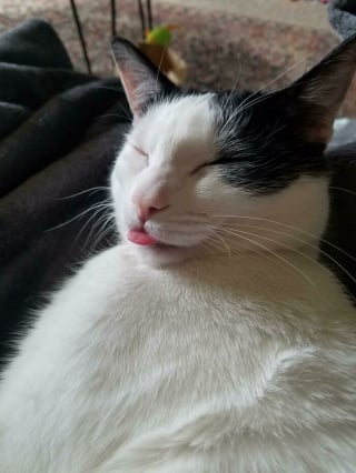 Illustration de l'article : 15 photos de chats spécialistes de la technique du tirage de la langue