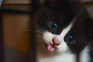 Illustration de l'article : 15 photos de chats spécialistes de la technique du tirage de la langue