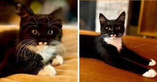 Illustration de l'article : 15 photos adorables de chats qui se sont métamorphosés en grandissant