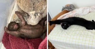 Illustration de l'article : 15 photos adorables de chats qui se sont métamorphosés en grandissant