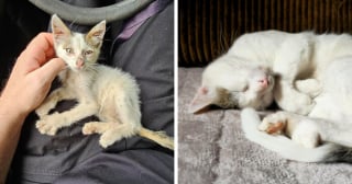 Illustration de l'article : 15 photos adorables de chats qui se sont métamorphosés en grandissant