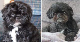 Illustration de l'article : 14 photos de chiens et de chats qui se sont transformés en de magnifiques adultes