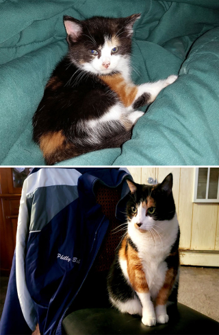 Illustration de l'article : 14 photos de chiens et de chats qui se sont transformés en de magnifiques adultes