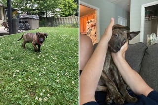 Illustration de l'article : 14 photos de chiens et de chats qui se sont transformés en de magnifiques adultes