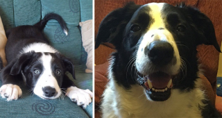 Illustration de l'article : 14 photos de chiens et de chats qui se sont transformés en de magnifiques adultes