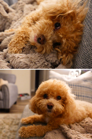 Illustration de l'article : 14 photos de chiens et de chats qui se sont transformés en de magnifiques adultes