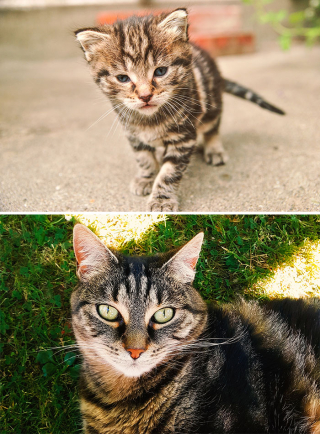 Illustration de l'article : 14 photos de chiens et de chats qui se sont transformés en de magnifiques adultes