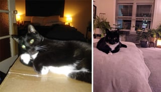 Illustration de l'article : 14 photos de chiens et de chats qui se sont transformés en de magnifiques adultes