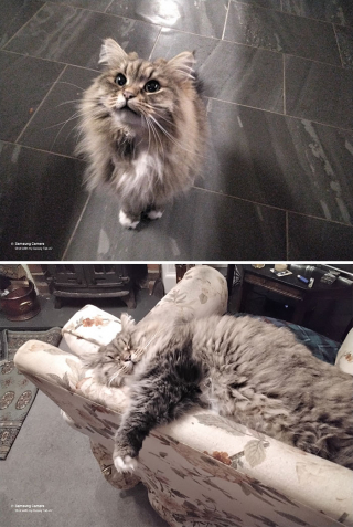 Illustration de l'article : 14 photos de chiens et de chats qui se sont transformés en de magnifiques adultes