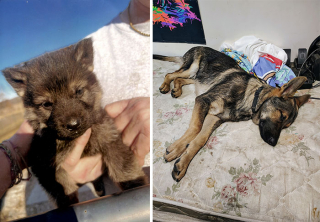 Illustration de l'article : 14 photos de chiens et de chats qui se sont transformés en de magnifiques adultes