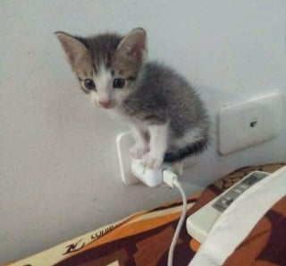 Illustration de l'article : 18 photos de chats étrangement liquides qui vous feront fondre