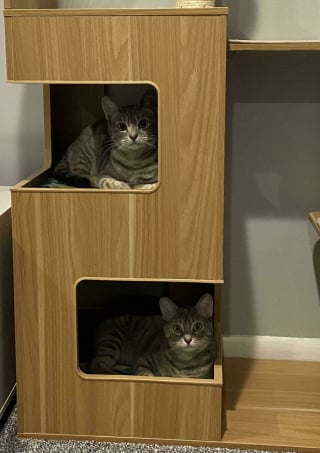 Illustration de l'article : 18 photos de chats étrangement liquides qui vous feront fondre