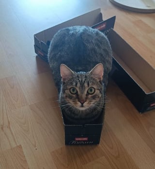 Illustration de l'article : 18 photos de chats étrangement liquides qui vous feront fondre