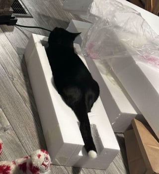 Illustration de l'article : 18 photos de chats étrangement liquides qui vous feront fondre