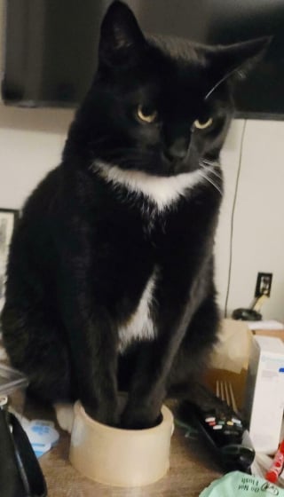 Illustration de l'article : 18 photos de chats étrangement liquides qui vous feront fondre