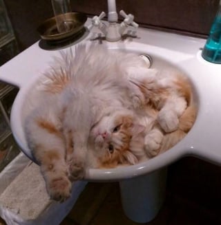 Illustration de l'article : 18 photos de chats étrangement liquides qui vous feront fondre