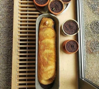 Illustration de l'article : 18 photos de chats étrangement liquides qui vous feront fondre