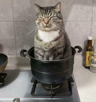 Illustration de l'article : 18 photos de chats étrangement liquides qui vous feront fondre