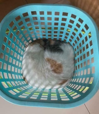 Illustration de l'article : 18 photos de chats étrangement liquides qui vous feront fondre