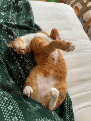 Illustration de l'article : 15 photos de chats montrant leur adorable ventre en toute confiance