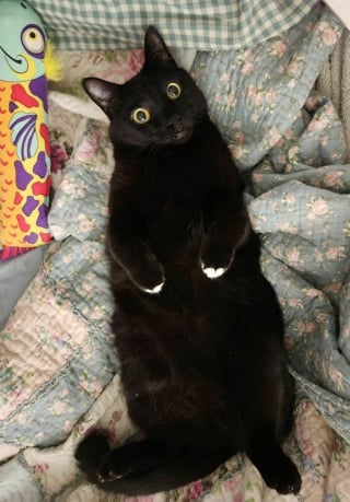 Illustration de l'article : 15 photos de chats montrant leur adorable ventre en toute confiance