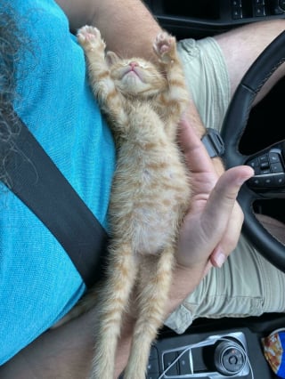 Illustration de l'article : 15 photos de chats montrant leur adorable ventre en toute confiance