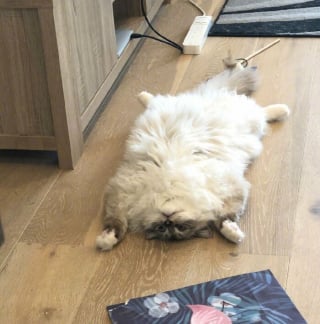 Illustration de l'article : 15 photos de chats montrant leur adorable ventre en toute confiance