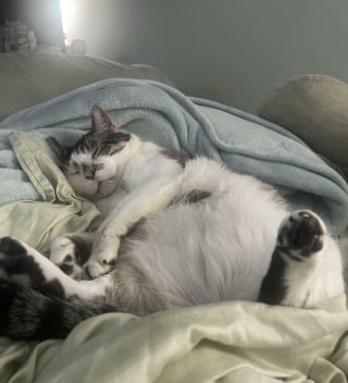Illustration de l'article : 15 photos de chats montrant leur adorable ventre en toute confiance
