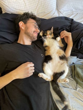 Illustration de l'article : 15 photos de chats montrant leur adorable ventre en toute confiance