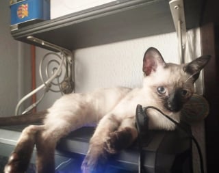 Illustration de l'article : 11 chats que le destin a placés sur la route de leur famille pour la vie