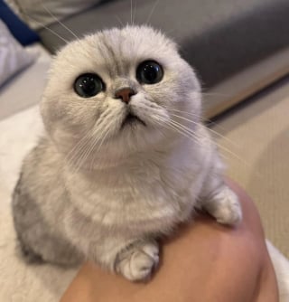 Illustration de l'article : 11 chats que le destin a placés sur la route de leur famille pour la vie