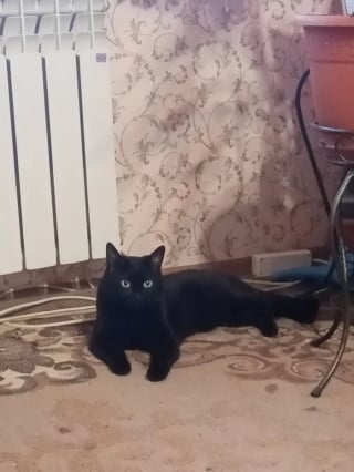 Illustration de l'article : 11 chats que le destin a placés sur la route de leur famille pour la vie