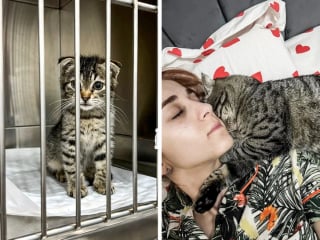Illustration de l'article : 11 chats que le destin a placés sur la route de leur famille pour la vie