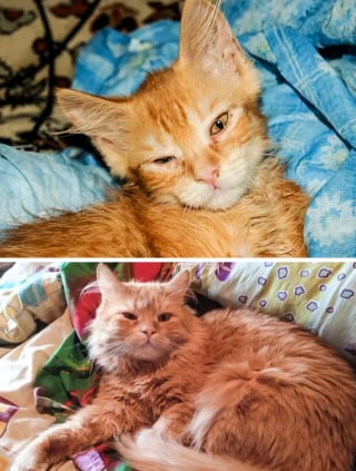 Illustration de l'article : 11 chats que le destin a placés sur la route de leur famille pour la vie