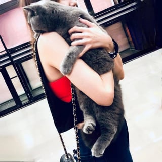 Illustration de l'article : 11 chats que le destin a placés sur la route de leur famille pour la vie