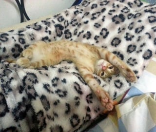 Illustration de l'article : 11 chats que le destin a placés sur la route de leur famille pour la vie