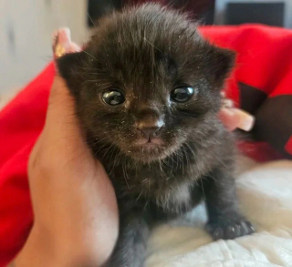 Illustration de l'article : 11 chats que le destin a placés sur la route de leur famille pour la vie
