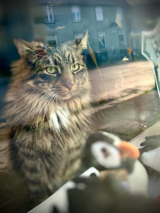 Illustration de l'article : Sans nouvelles de son chat, elle le retrouve tranquillement endormi derrière la vitrine d'une boutique où il s'est laissé enfermer