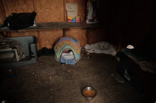 Illustration de l'article : Un refuge trouve un mode d&rsquo;adoption atypique pour ses chats qui ne s&rsquo;adaptent pas &agrave; la vie en int&eacute;rieur 