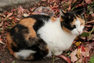 Illustration de l'article : Un refuge trouve un mode d&rsquo;adoption atypique pour ses chats qui ne s&rsquo;adaptent pas &agrave; la vie en int&eacute;rieur 