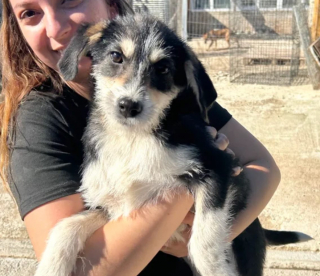 Illustration de l'article : « Ils ont tous une bonne étoile pour passer l’hiver loin du béton froid », 40 chiots comptent sur un regard bienveillant pour changer de destin