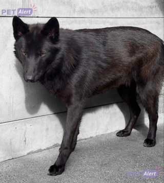 Illustration de l'article : Il perd son chien pendant 4 jours et craint pour sa vie en raison de sa grande ressemblance avec un loup