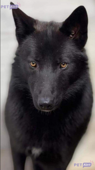 Illustration de l'article : Il perd son chien pendant 4 jours et craint pour sa vie en raison de sa grande ressemblance avec un loup