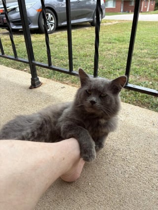 Illustration de l'article : Après 8 mois d'efforts, il parvient à gagner la confiance d'un chat errant dont il est déterminé à changer l'existence