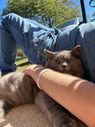 Illustration de l'article : Après 8 mois d'efforts, il parvient à gagner la confiance d'un chat errant dont il est déterminé à changer l'existence