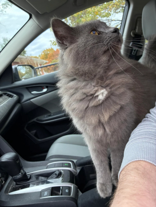 Illustration de l'article : Après 8 mois d'efforts, il parvient à gagner la confiance d'un chat errant dont il est déterminé à changer l'existence