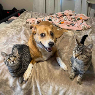 Illustration de l'article : Très complices depuis leur première rencontre, ces 2 chatons apprennent à surmonter leur handicap ensemble (vidéo)