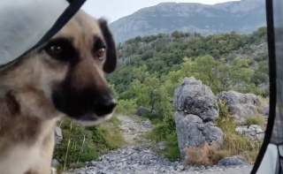 Illustration de l'article : « Sa simple présence m'a redonné la force et l'envie de renouer avec les autres », un chien errant redonne goût au lien social à une randonneuse solitaire