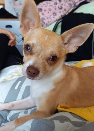 Illustration de l'article : Après un grave accident, une famille retrouve l’un de ses deux chiens disparus et s’accroche à l’espoir de revoir le second